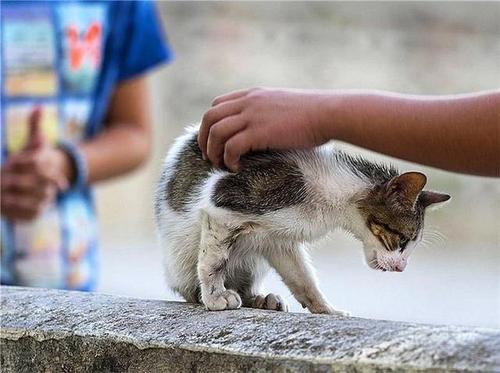 养了快一年的流浪猫，家养，能确定它没有狂犬病吗？动物患狂犬病的临床症状是什么？（家养猫有病吗）