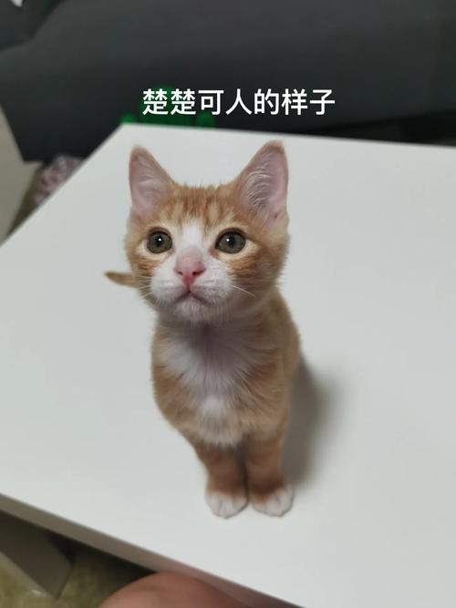 放养的猫还能关起来吗？（抖音放养猫）