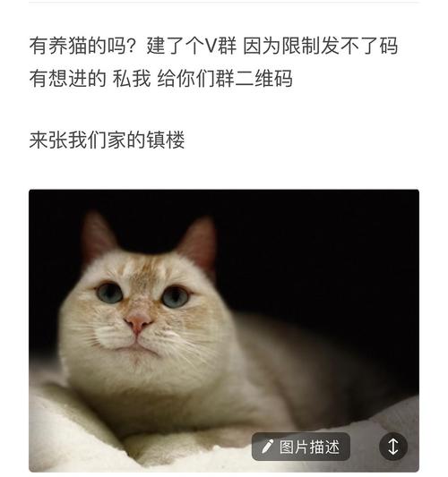 大学生养猫寒暑假怎么办？（取养猫群名）