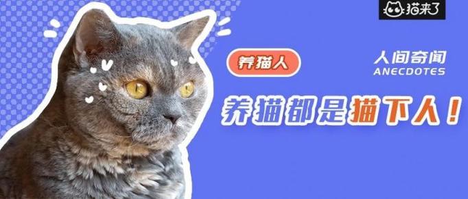 北京养猫需要办手续吗？（座城里养猫人）