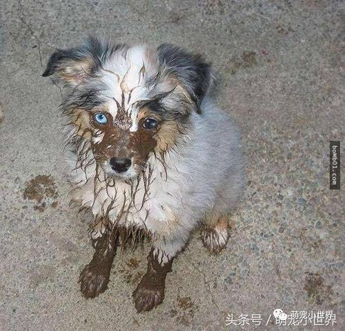 两个月的小狗出门后总是吃草吃泥巴!但在家很老实，怎么办？（养狗给糖）