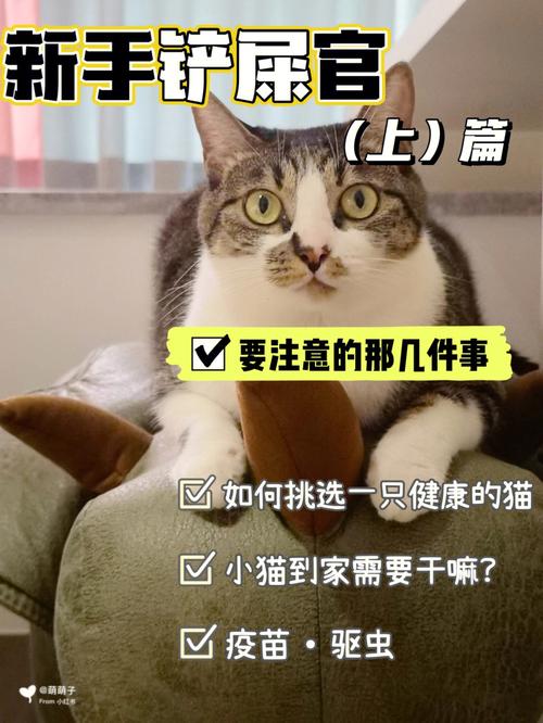 铲屎官们，你们上班去了猫咪怎么弄？（摄像头养猫）