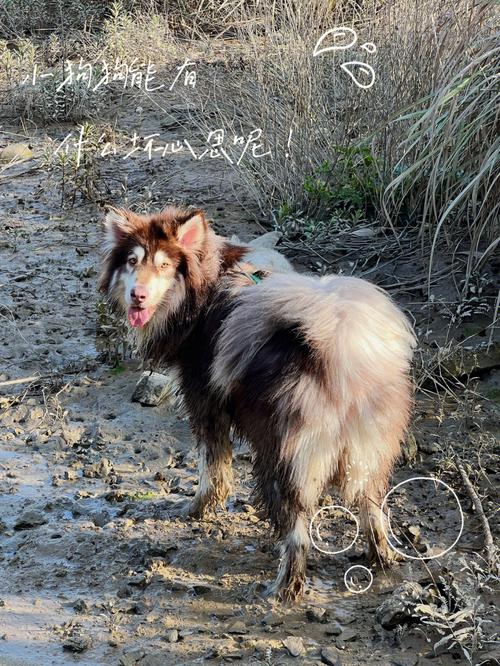 阿拉斯加犬流浪后会怎么样？（石子地养狗）