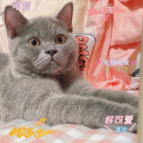 养猫为什么容易招蚂蚁？（越养猫越丑）