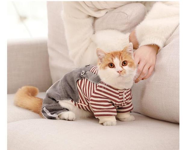 养猫衣服搭配什么？（养猫你配吗）