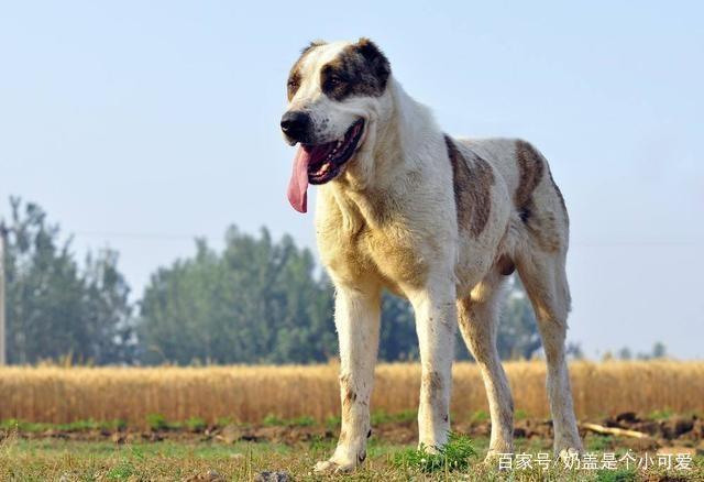 世界最贵最美十大名犬？（完美世界养狗）