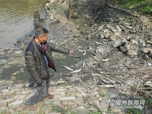 猪场污水能养什么鱼？（生猪场养鱼方法）