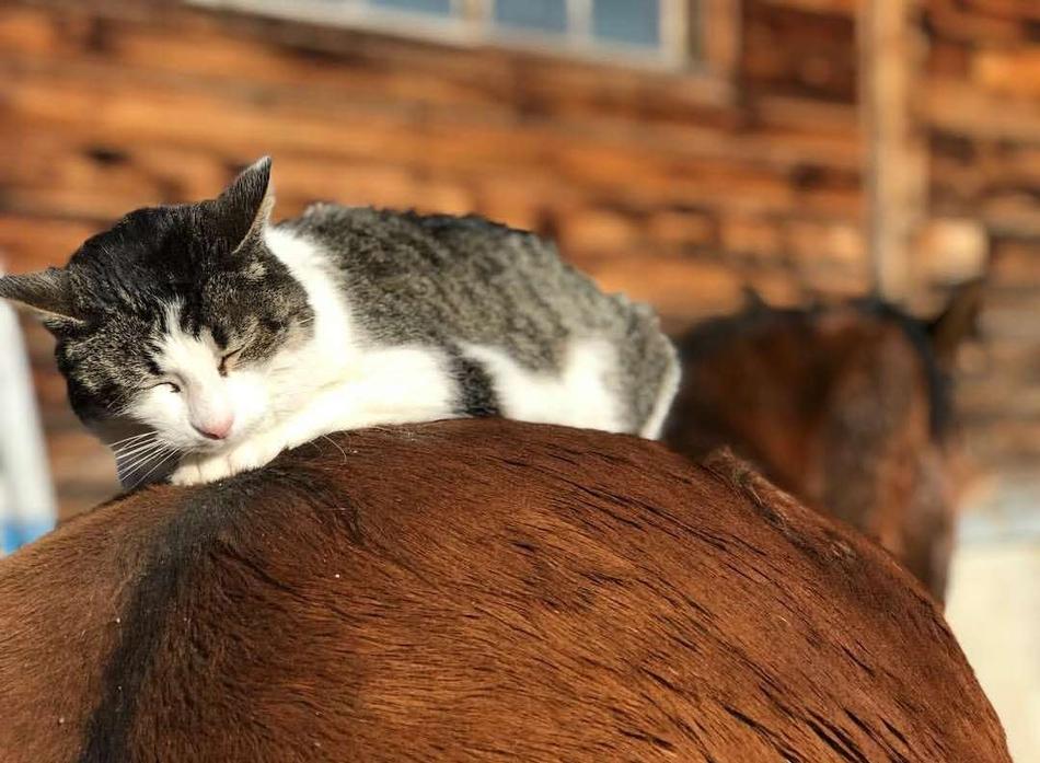 风干马肺猫能吃吗？（属马养猫咪）