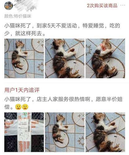 拼多多无偿收养猫咪是真的吗？（拼多多领养猫）