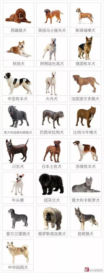 上海市区能不能养大型犬？（上海企业养狗）