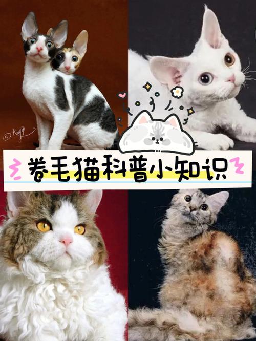 什么猫比较听话好养？（网红养猫咪）