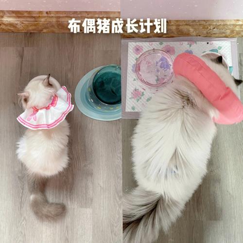 单肾猫咪如何喂养？（半罐喂养猫）