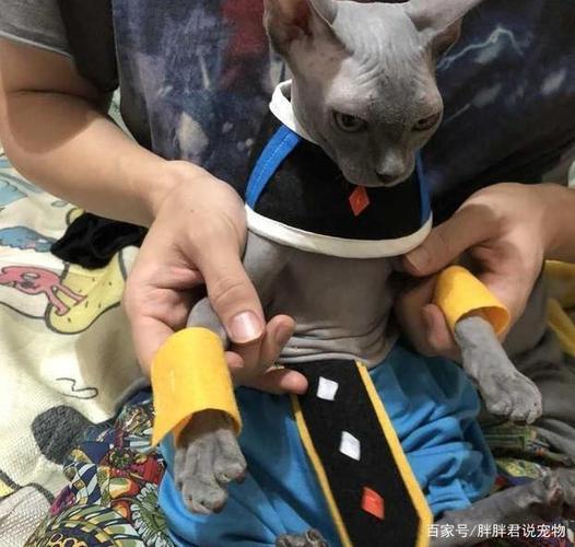 比鲁斯是什么品种猫？（比鲁斯养猫）