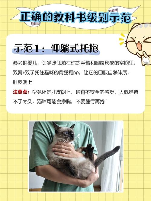 猫咪不给摸和抱怎么训练社会化？（养猫社会化）