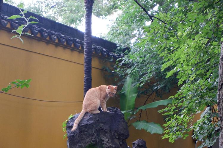 1937年南京栖霞寺做了什么？（收养猫的寺院）