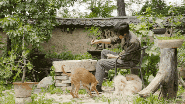 中国最佳的隐居之地在哪里？（自贡养狗证）