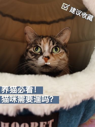 不想养猫了又舍不得怎么办？（想养猫又不想猫）