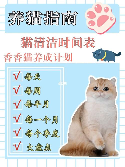 养猫多久消毒一次？（1分钟养猫）