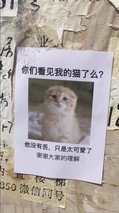 我把朋友猫弄丢了道歉？（丢猫养狗）