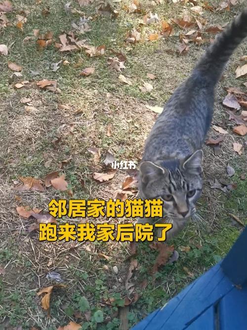 云养流浪猫是什么意思？（央视曝光云养猫骗局）