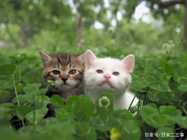 tt语音养猫是什么意思？（养猫咪的博主）