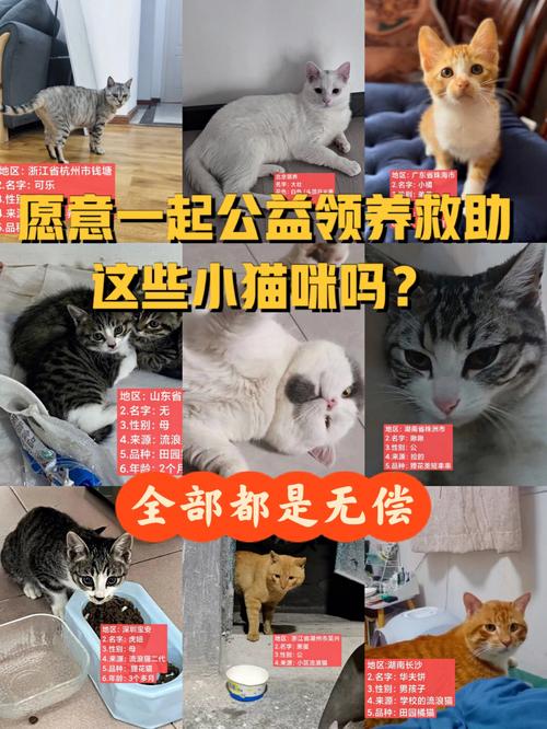 淘宝上无偿领猫是真的吗？（爱心领养猫咪）