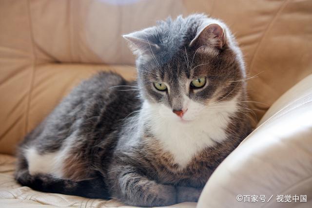 养猫会在家里乱叫吗？（养猫后猫怎么叫）