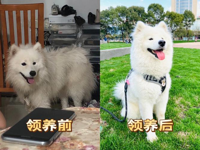 为什么领养猫狗，都要放在路边再拿回家？（养猫狗带回家）