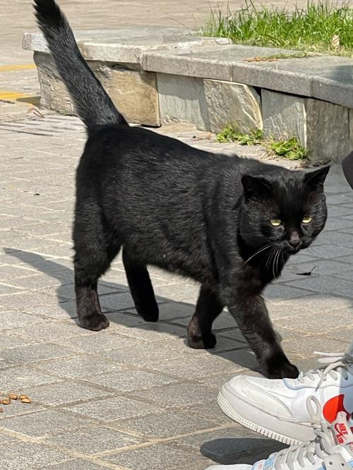 流浪猫常来我家吃喝好不好？（养白狗黑猫）