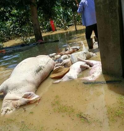 湖北人不吃猪下水吗？（湖北今天生猪）