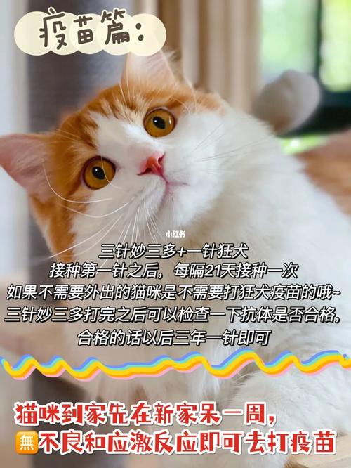 家有小孩，养猫要注意什么？（六月想养猫）