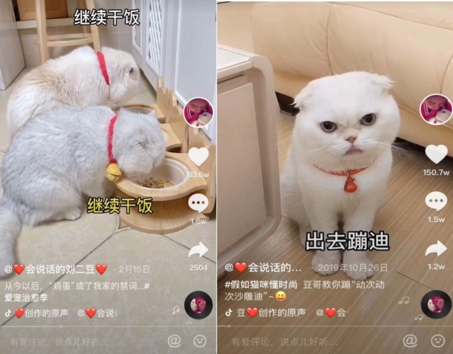 田园宝贝儿直播过吗？（抖音养猫和狗）