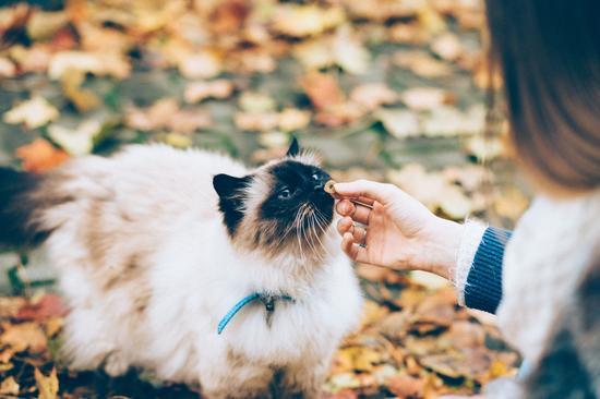 青春期女孩适合养猫吗？（小萝莉养猫记）