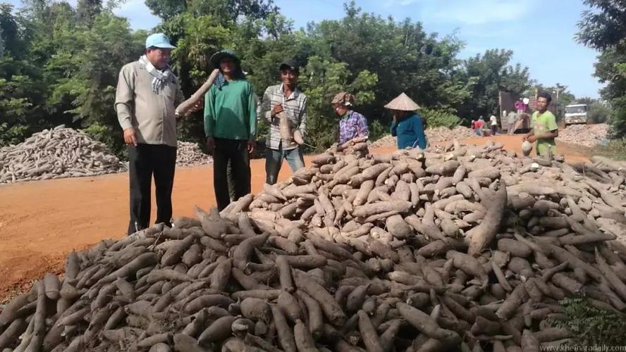 什么地方收生木薯？（广西生猪调出大县）