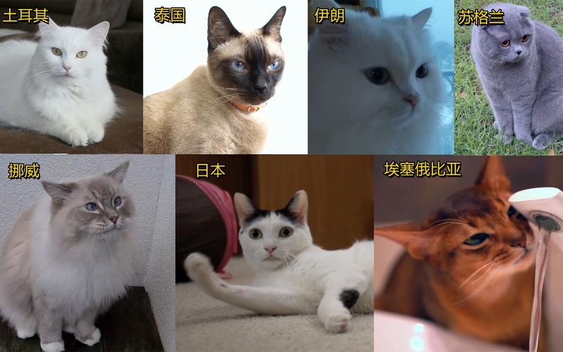 不同国家的猫差异？（日本人对养猫）