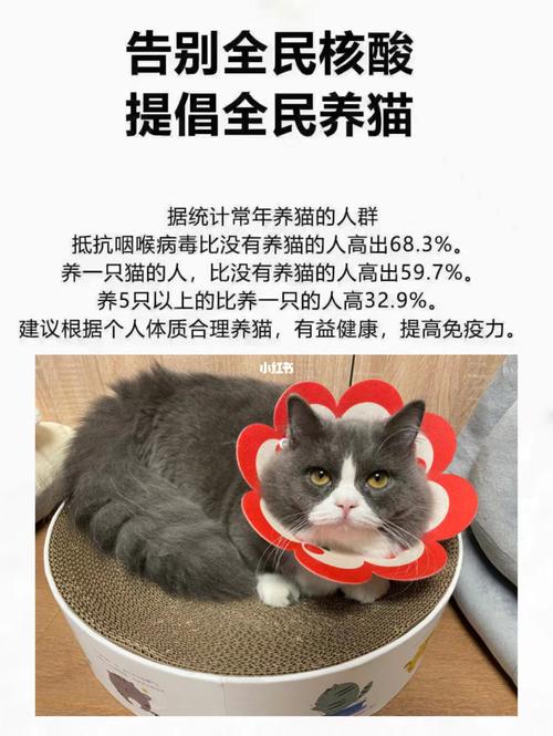 养猫的好处和因果？（养猫千日猫）