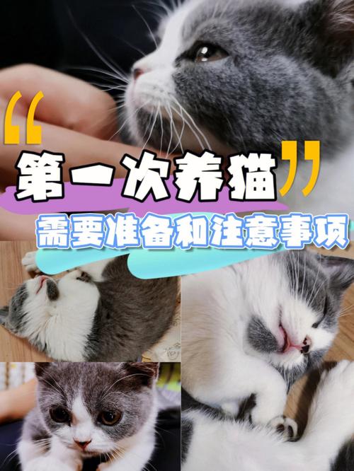 接小猫回家需要做什么准备？（收养猫注意事项）