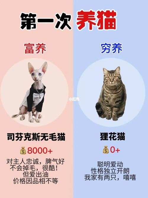 养猫对生意有什么影响？（养猫会穷会富）