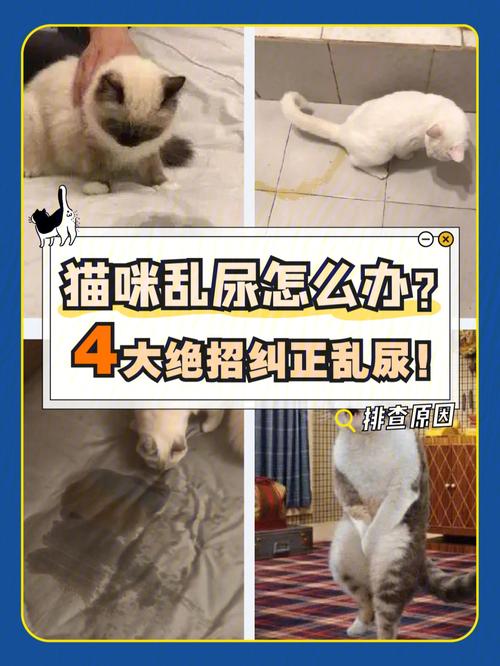 家里养猫，请问大小便怎么解决？（养猫后狗乱尿）