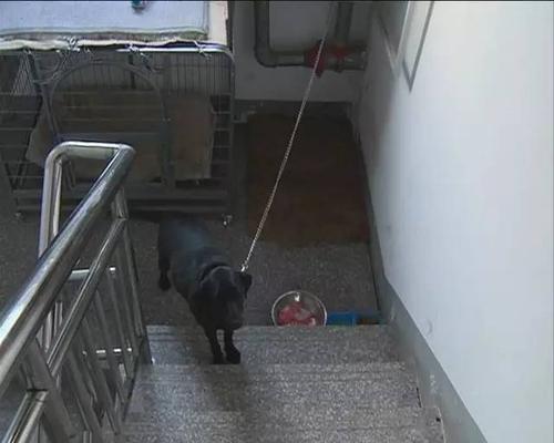 郑州小区里可以养大型犬吗？（楼道不许养狗）