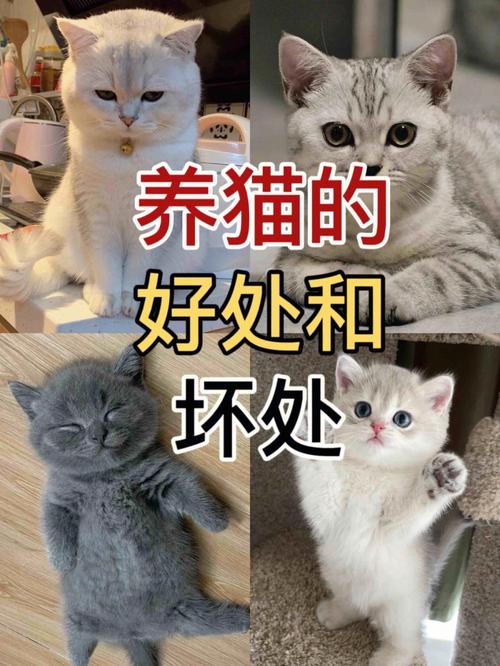 养猫禁养有什么坏处？（狗猫禁养）