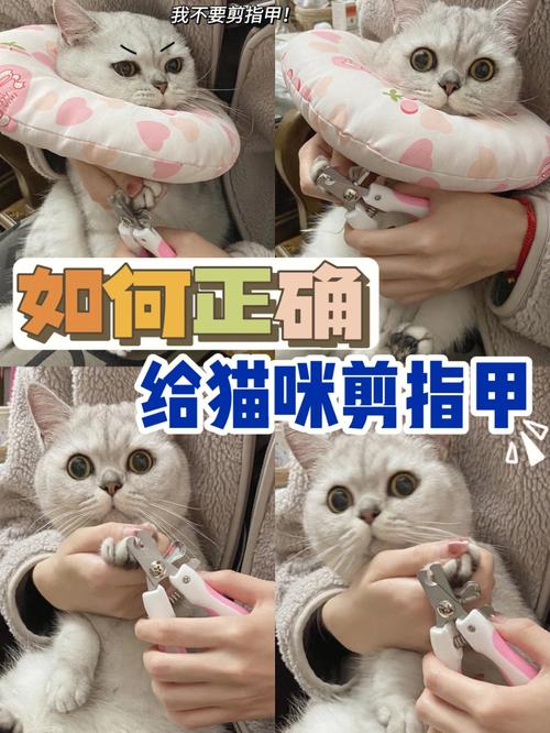 怎么给猫剪指甲不让它反抗？（美容院养猫咪）