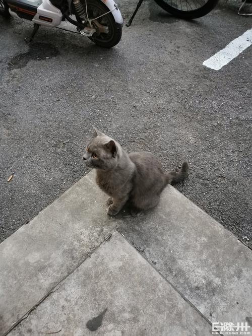 蓝猫散养会丢吗？（散养猫会丢吗）