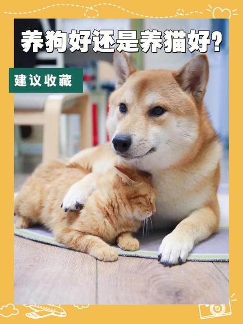 家里养狗好还是养猫好？（好想养狗和养猫）