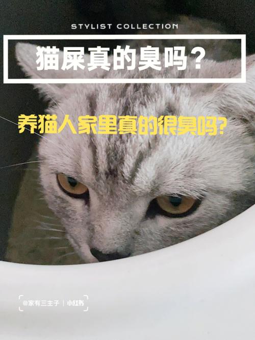 家里1楼有臭味找不到原因？（一楼养猫臭）