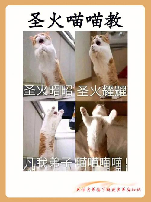 你失约的猫我自己养什么意思？（你养猫我养你）