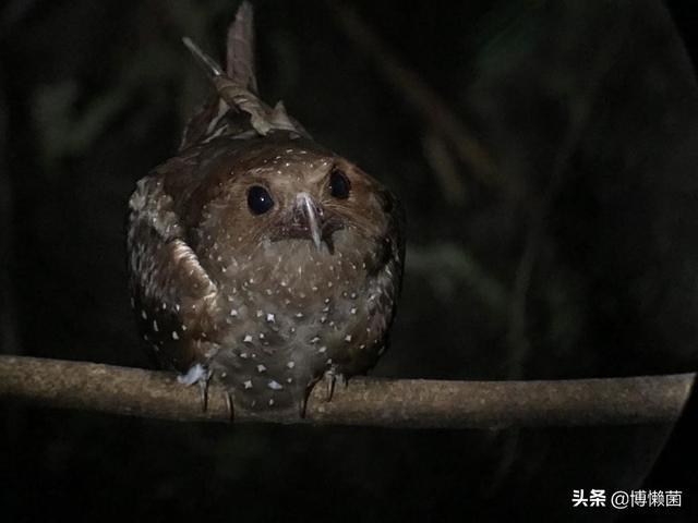 夜鹰叫声扰民有什么好办法驱赶？（养猫吵怎么办）