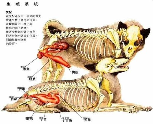 狗的生理系统？（做梦妈妈养狗）