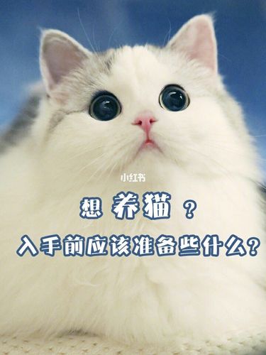 新手养猫买的必要东西？（最适合新手养猫）