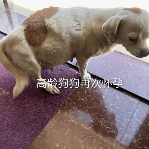 母犬不孕是什么原因，狗狗老是怀不上怎么办？（养狗与不孕）